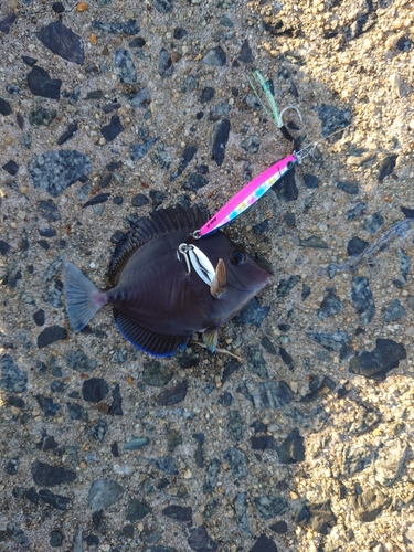 ニザダイの釣果