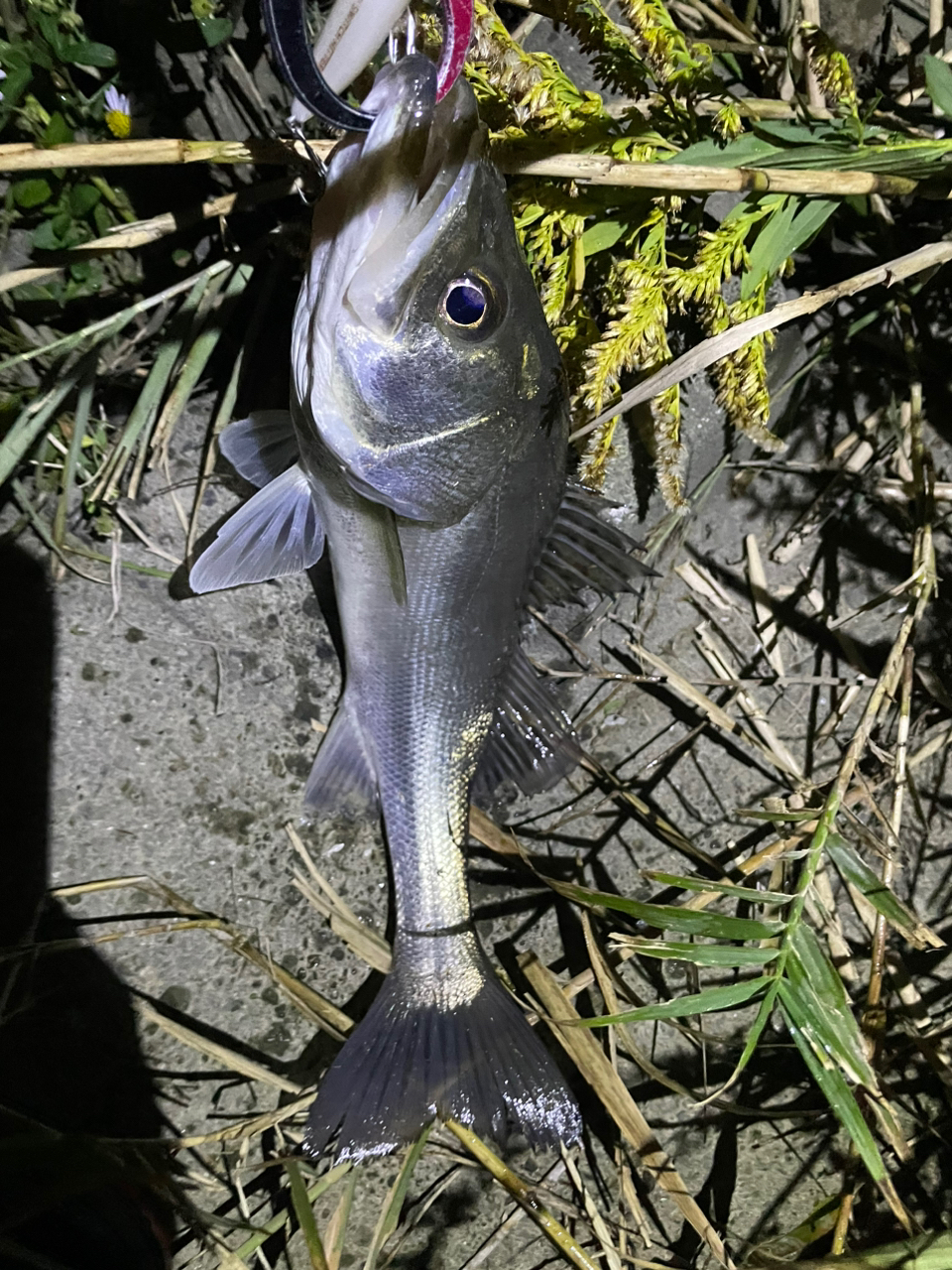 konoka さんの 2023年11月15日のシーバスの釣り・釣果情報(熊本県