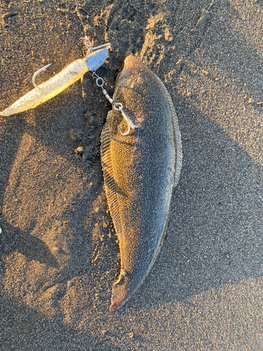 シタビラメの釣果