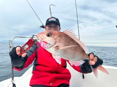 マダイの釣果