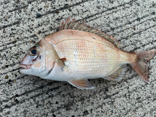 チャリコの釣果