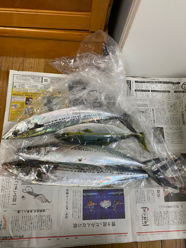 サゴシの釣果