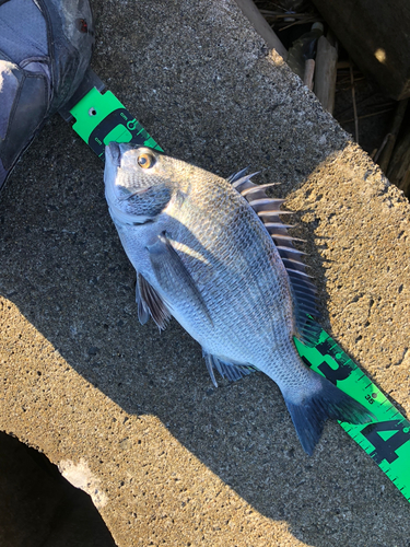 クロダイの釣果