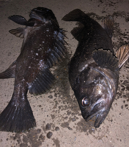 クロソイの釣果