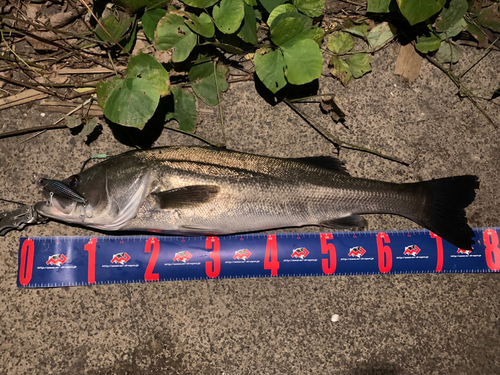 シーバスの釣果