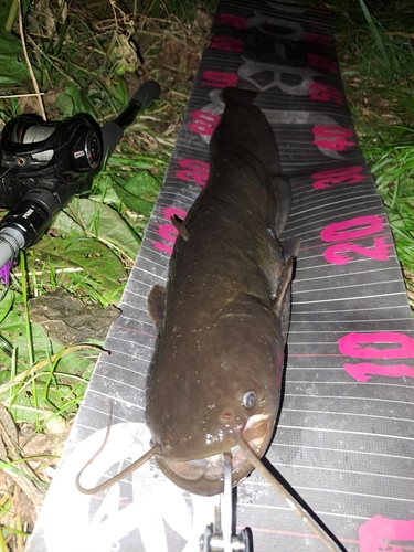 ナマズの釣果