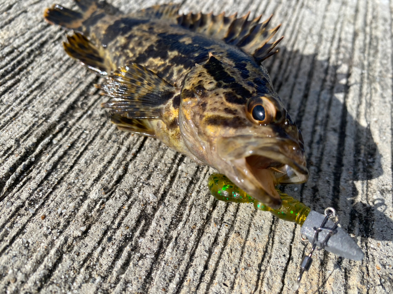 タケノコメバル