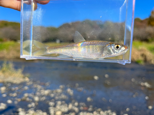 オイカワの釣果