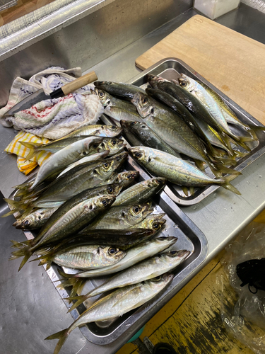 アジの釣果