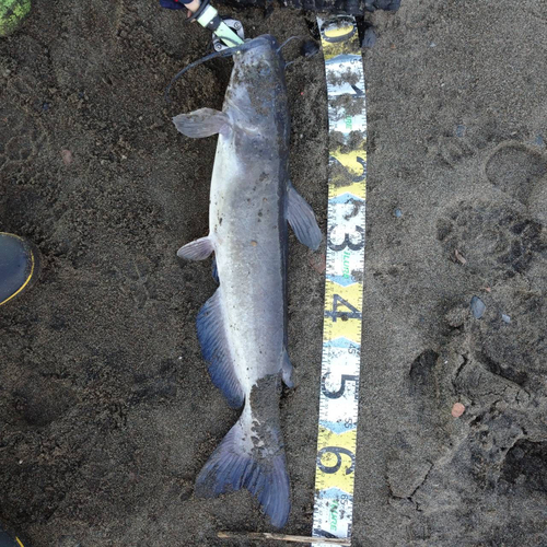 アメリカナマズの釣果