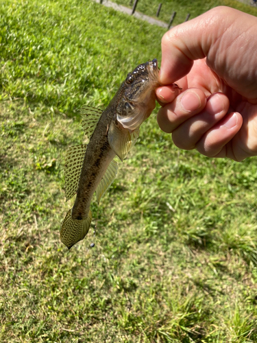 ハゼの釣果