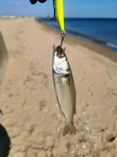 ボラの釣果