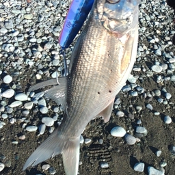 やすなすの釣果