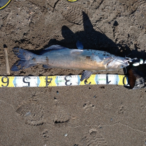 アメリカナマズの釣果