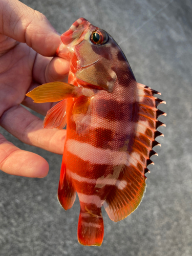 アカハタの釣果