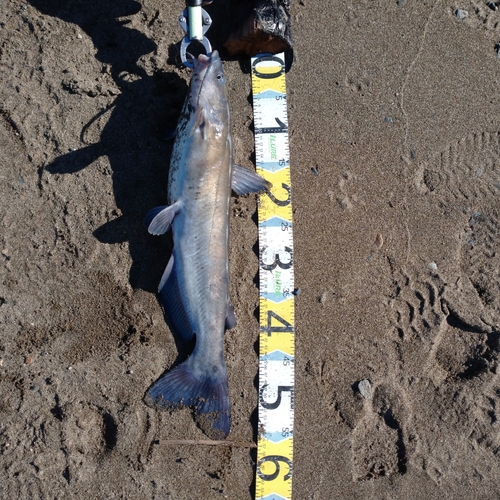 アメリカナマズの釣果