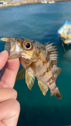 アカメバルの釣果