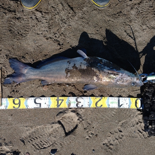 アメリカナマズの釣果