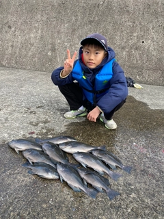 クチブトグレの釣果