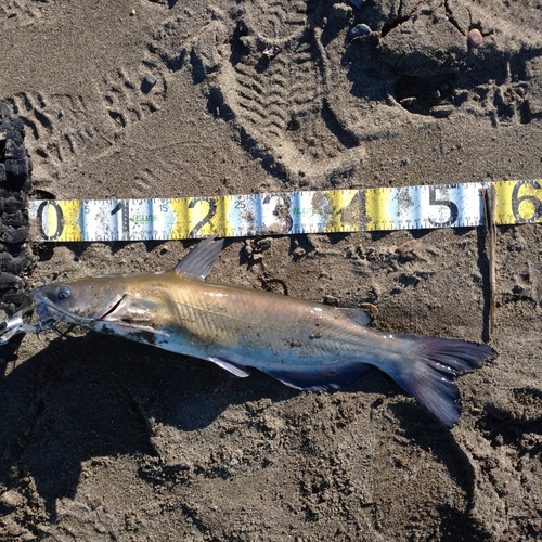 アメリカナマズの釣果