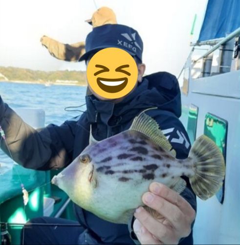 カワハギの釣果