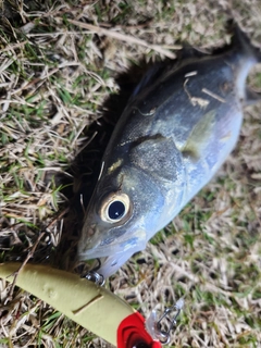 セイゴ（タイリクスズキ）の釣果