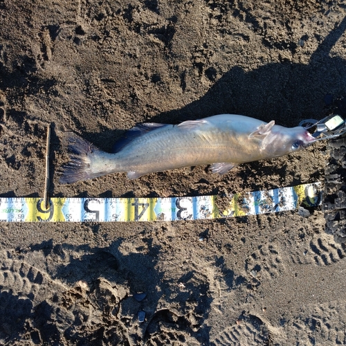 アメリカナマズの釣果