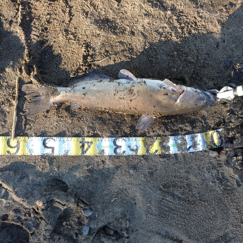 アメリカナマズの釣果