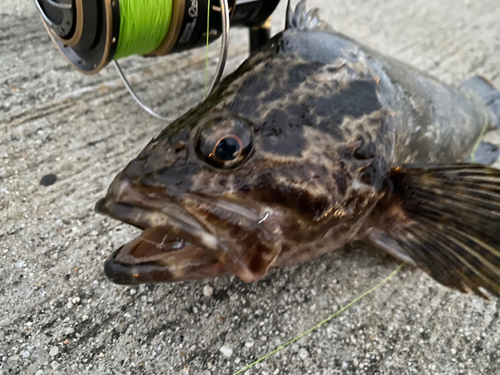 タケノコメバルの釣果