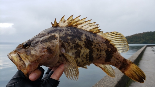 タケノコメバルの釣果