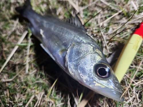 セイゴ（タイリクスズキ）の釣果