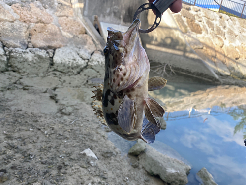 チャイロマルハタの釣果