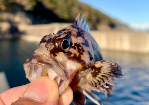 オウゴンムラソイの釣果