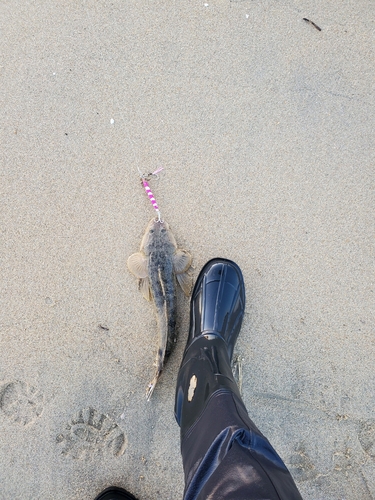 マゴチの釣果