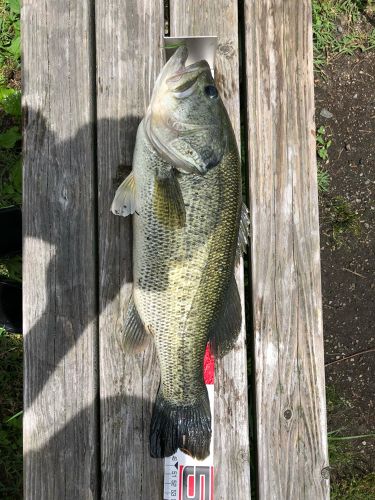 ブラックバスの釣果