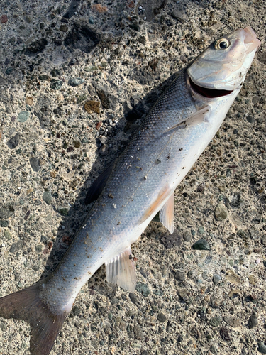 ウグイの釣果