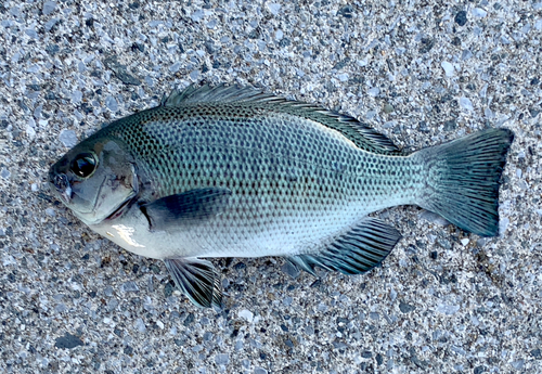 メジナの釣果