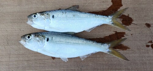 コハダの釣果