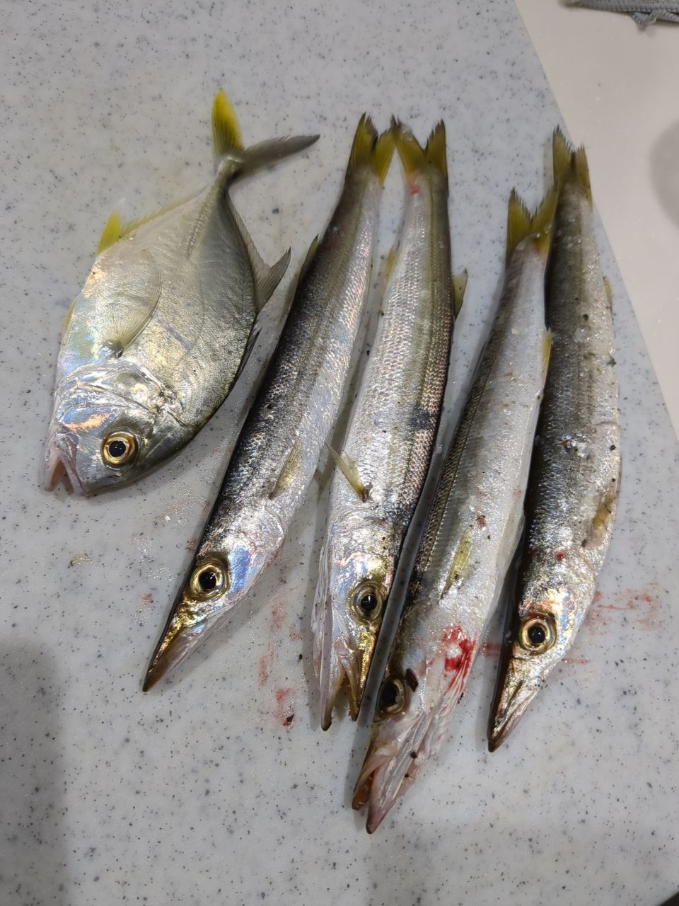 カマス