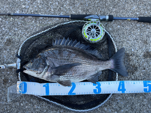 クロダイの釣果