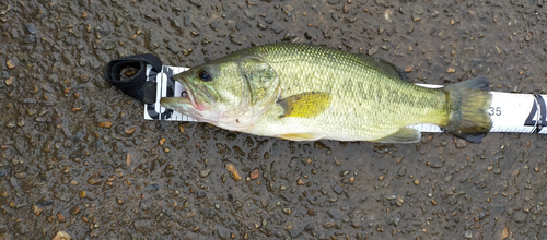 ブラックバスの釣果