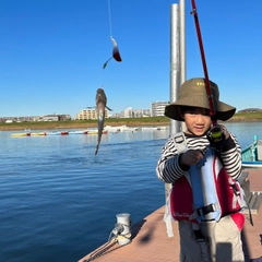 マハゼの釣果