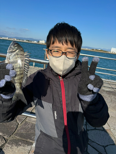 クロダイの釣果