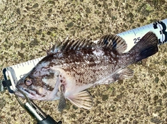 クロソイの釣果