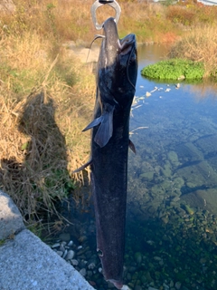 ナマズの釣果