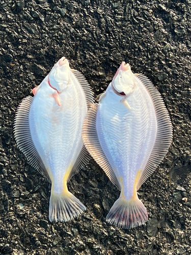 マガレイの釣果