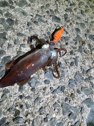 ヒイカの釣果