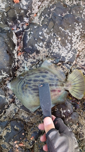 カワハギの釣果