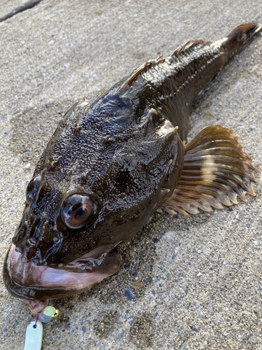 ギスカジカの釣果