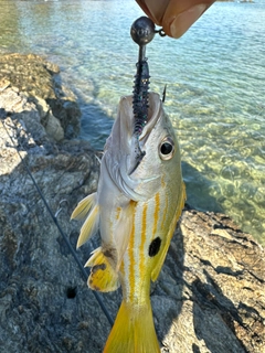 ヤマトビーの釣果